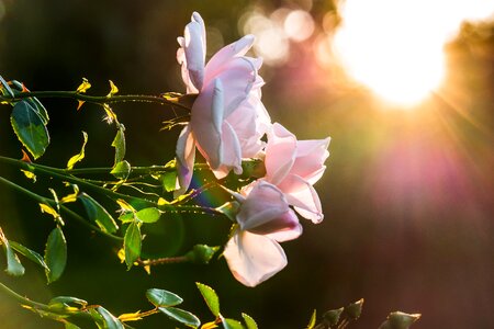 Sunbeam backlighting prisms photo