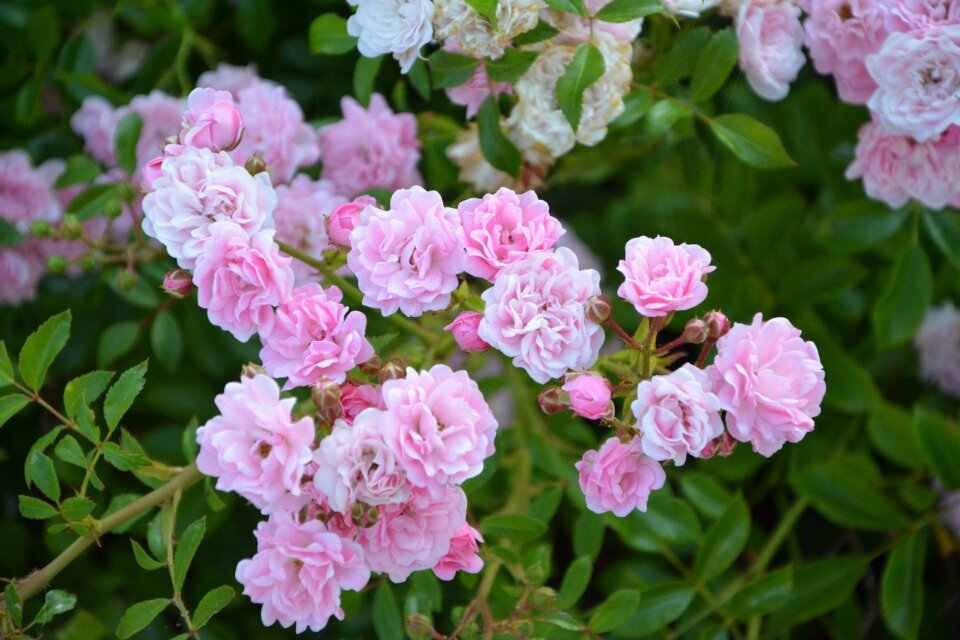 Nature garden bush