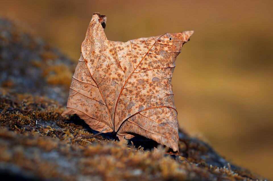 Foliage leaf dry brown