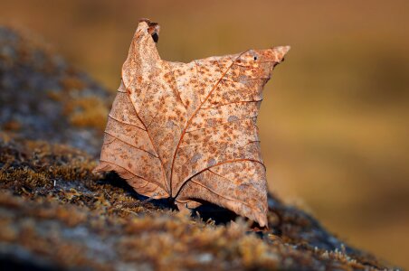 Foliage leaf dry brown photo