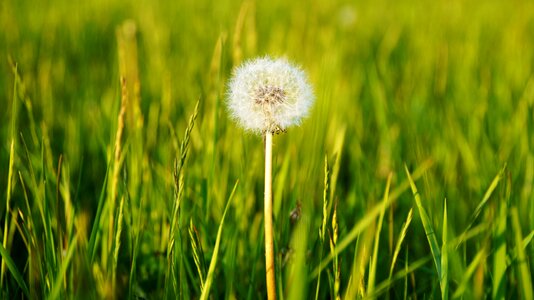Growth grass summer