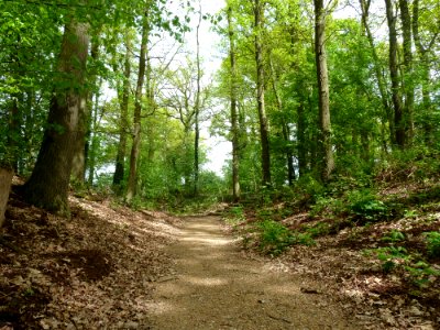 Maria-Hoop-Motte Bollenberg (11)