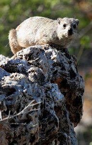 Rock namibia animal