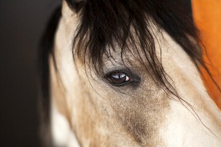 Barn animal nature photo