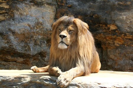 Range of the lion king of the jungle zoological garden photo