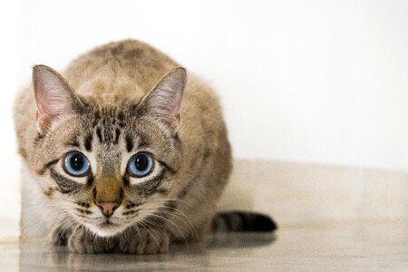 Feline look eyes cat eyes photo
