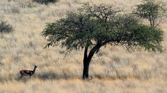 Steppe kalahari antelope