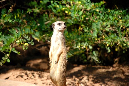 Curious zoo funny photo