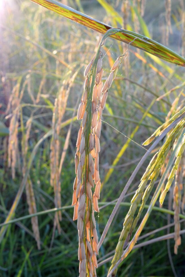 Harvesting farmer plant