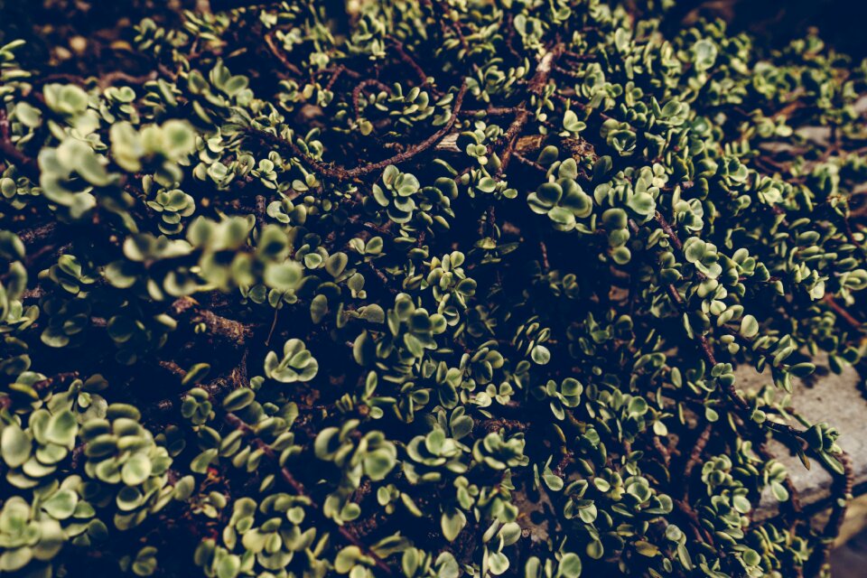 Greenery natural nature
