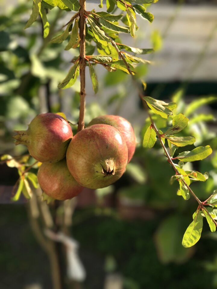 Fruit punica granatum vitamin