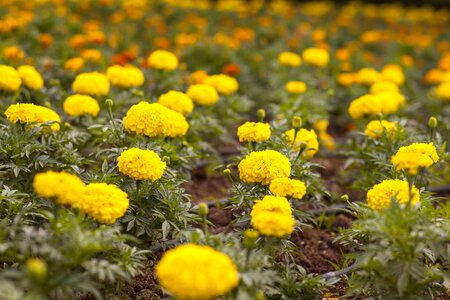 Flower picture landscape wild