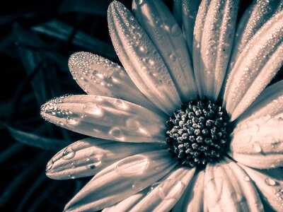 Plant macro petal