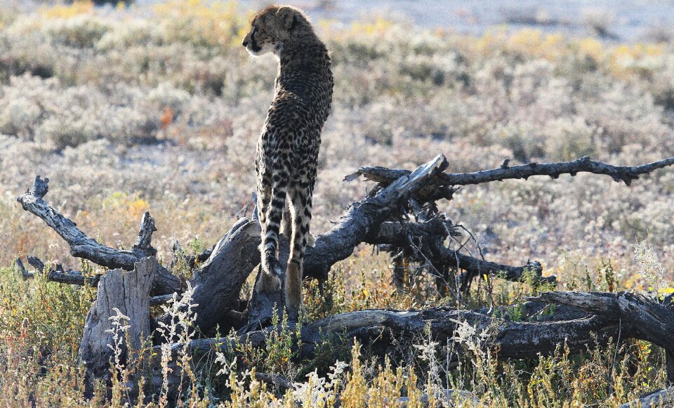 Cheetah savannah steppe