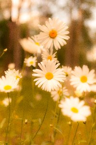 Leaf spring flower