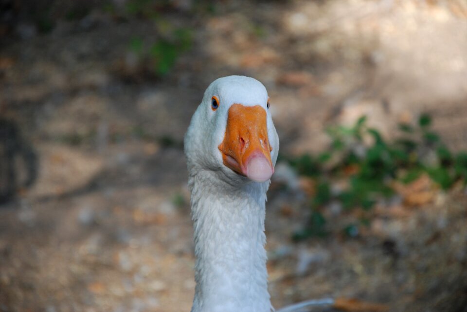 Domestic goose poultry livestock