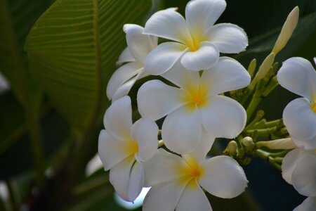 White fragrapanti white flowers photo