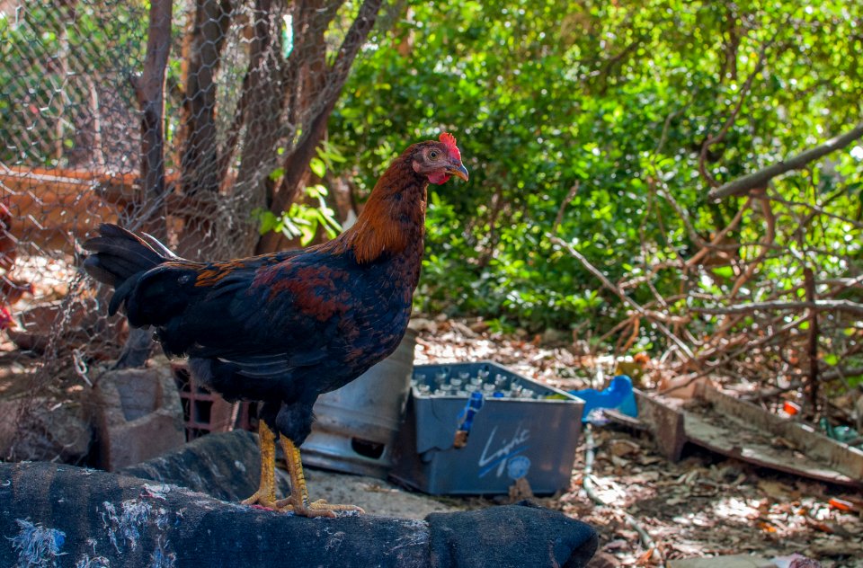 Margarita Gallina Farm