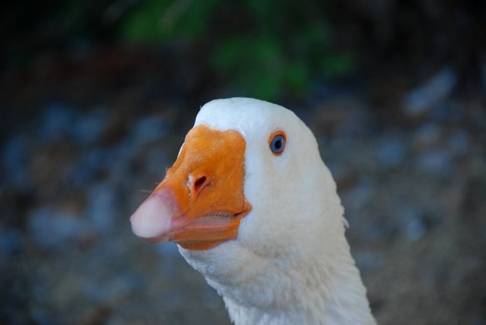 Domestic goose poultry livestock