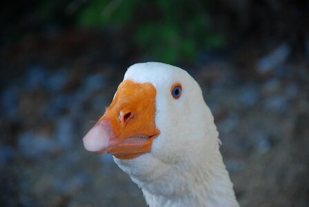 Domestic goose poultry livestock photo