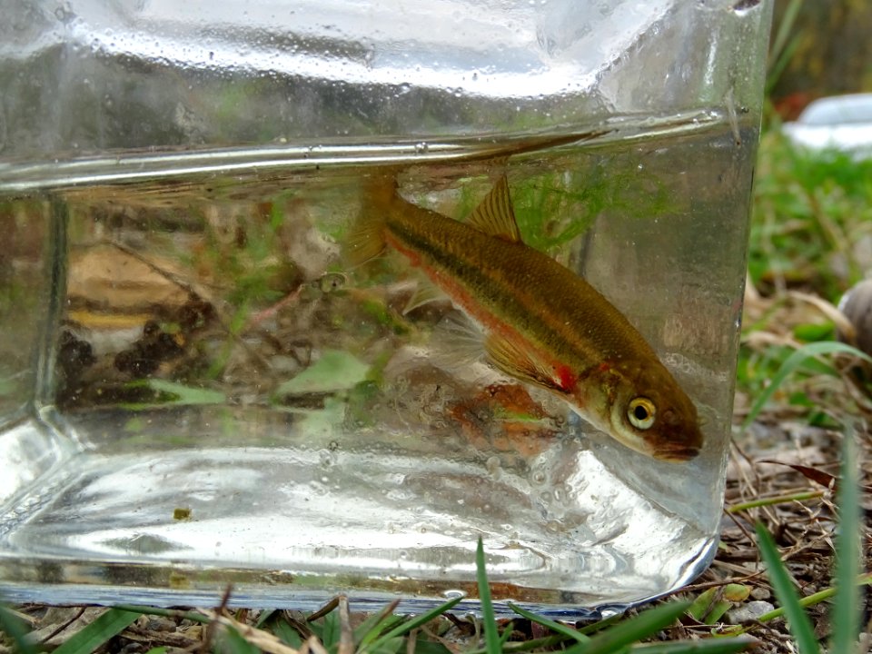 Margariscus nachtriebi