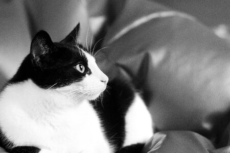 Animals black and white coat