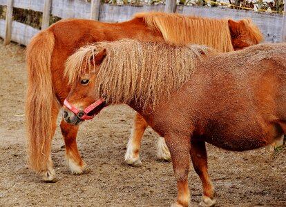 Hoofed animals good aiderbichl sanctuary