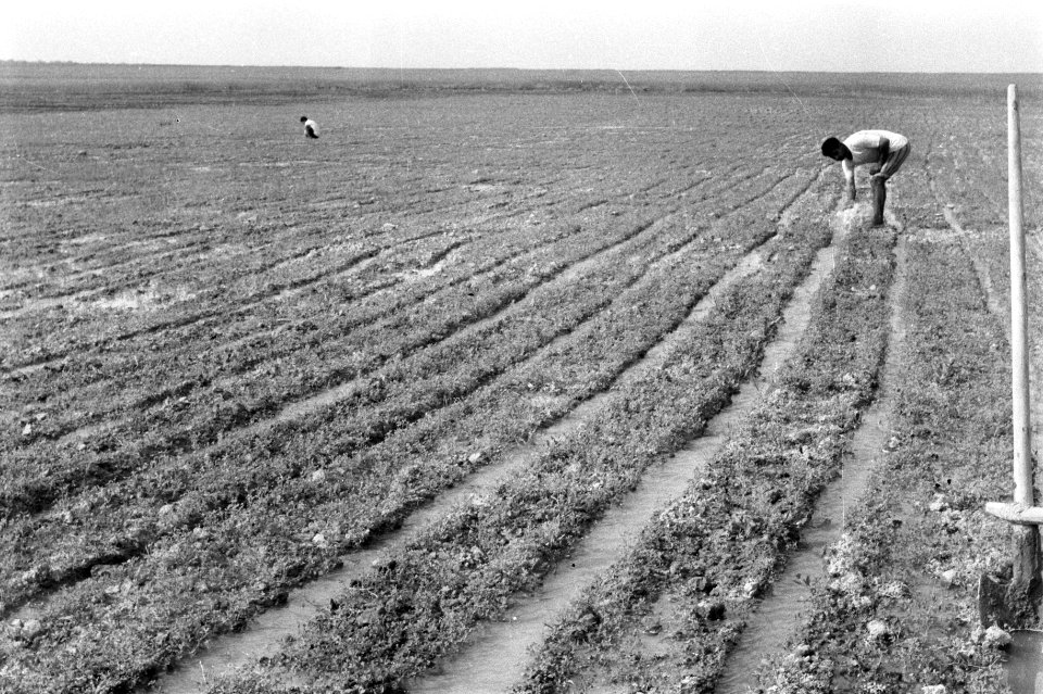 Mannen, landbouw, werkzaamheden, Bestanddeelnr 251-3471