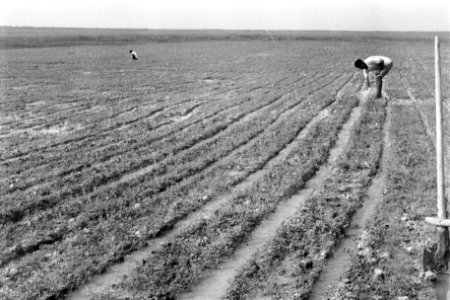 Mannen, landbouw, werkzaamheden, Bestanddeelnr 251-3471