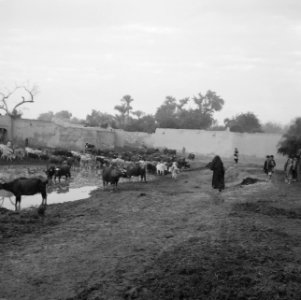 Mannen, veeteelt, Bestanddeelnr 250-8508