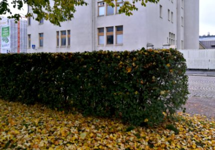 Mannerheim Park Oulu 20170928