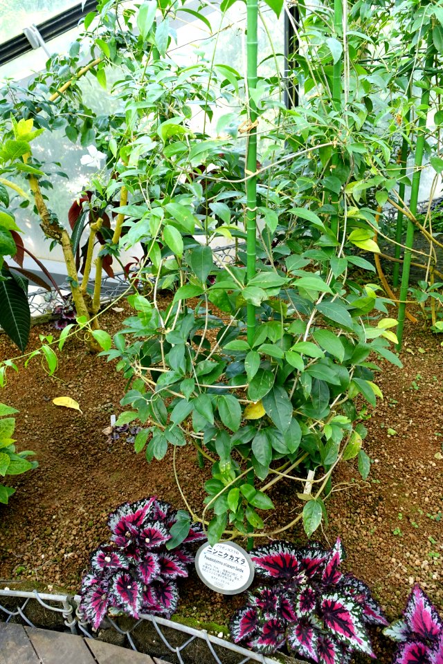 Mansoa alliacea (Pseudocalymma alliaceum) - Shinjuku Gyo-en Greenhouse - Tokyo, Japan - DSC05957