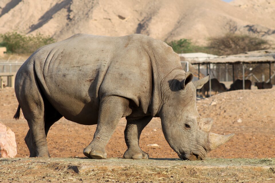 Rhino zoo rhinoceros