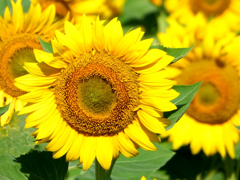 Yellow flower nature plants