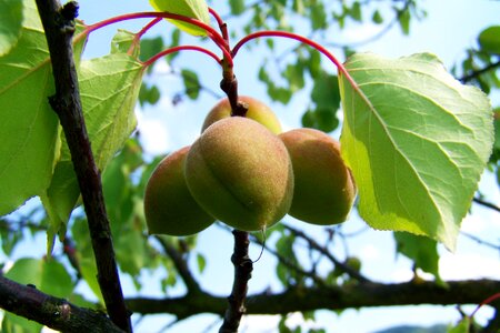 Apricots immature fruit