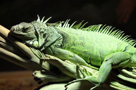 Iguana reptile lizard