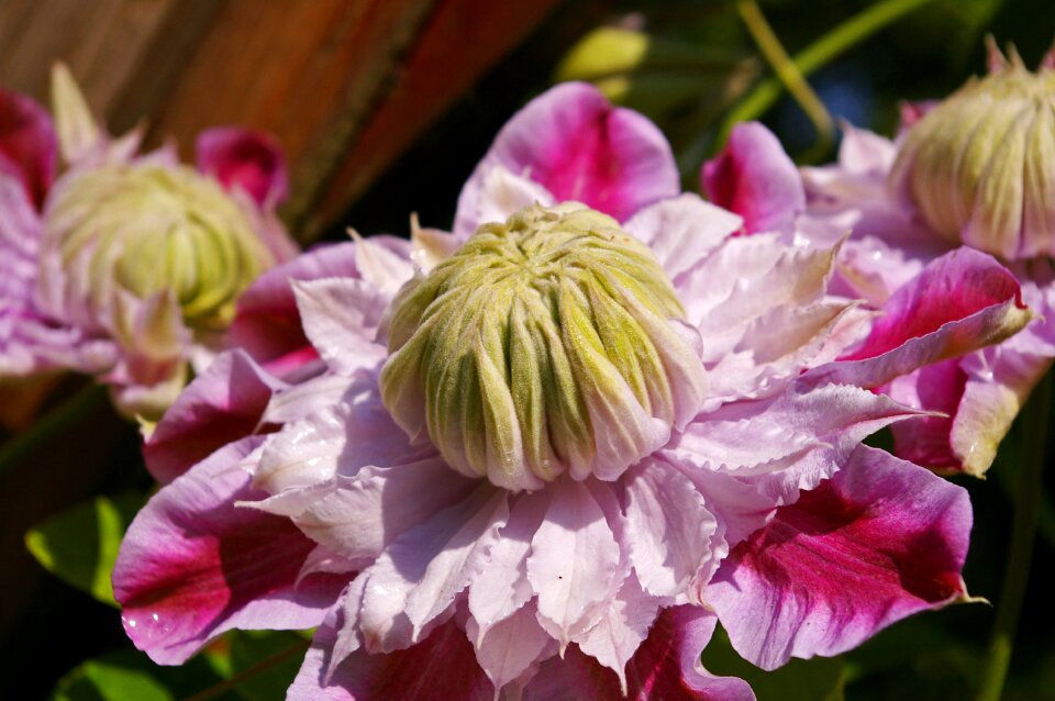 Pink ornamental plant beautiful