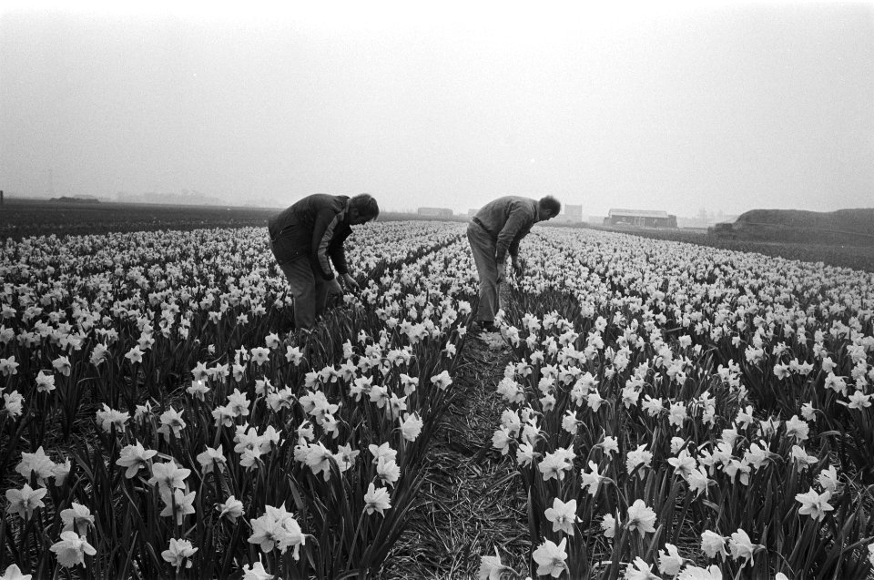 Mannen aan het werk in een veld narcissen, Bestanddeelnr 929-0900