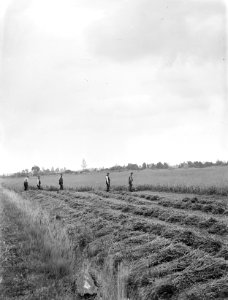 Mannen, maaien, drooggelegde visvijvers, haver, Bestanddeelnr 192-0839