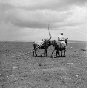 Mannen, paarden, Bestanddeelnr 250-8266