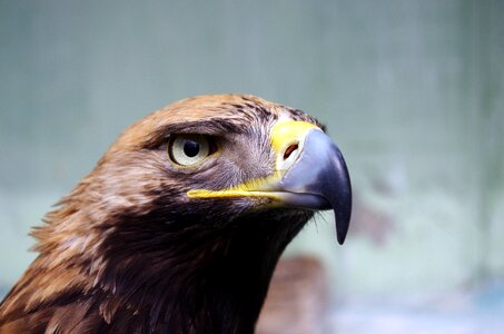 Eagle hawk plumage photo