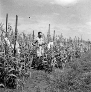 Mannen, gewassen, Bestanddeelnr 250-8330