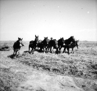 Mannen, dieren, paarden, Bestanddeelnr 251-3372