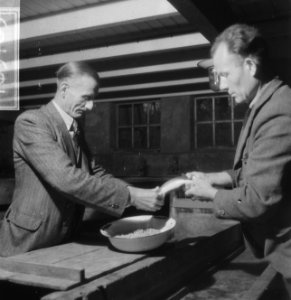 Mannen aan het werk in de kwekerij, Bestanddeelnr 918-3785