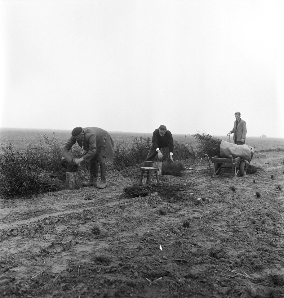 Mannen, werkzaamheden, kruiwagens, zakken, struiken, Bestanddeelnr 251-8291