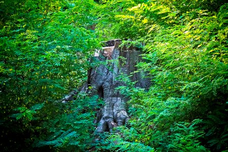 Nature wood thicker stem photo