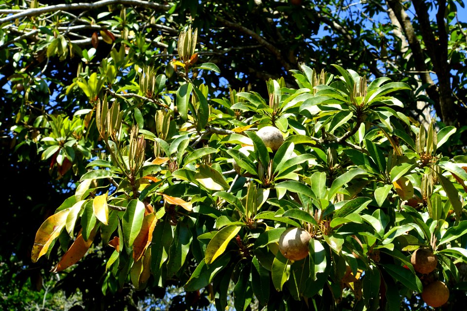 Manilkara zapota - Fruit and Spice Park - Homestead, Florida - DSC09128