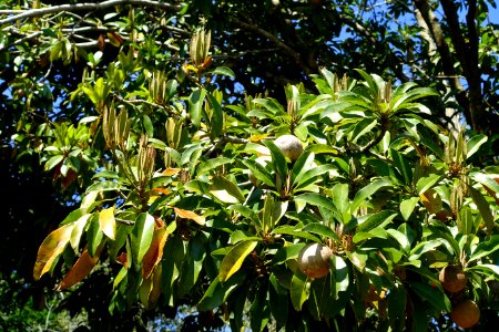 Manilkara zapota - Fruit and Spice Park - Homestead, Florida - DSC09128