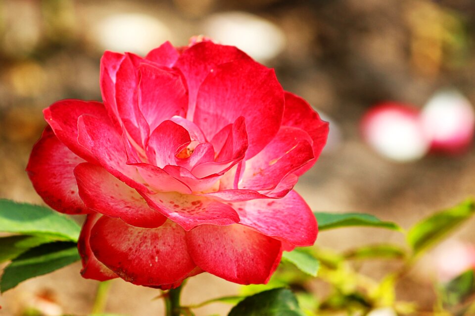 Bloom floribunda garden