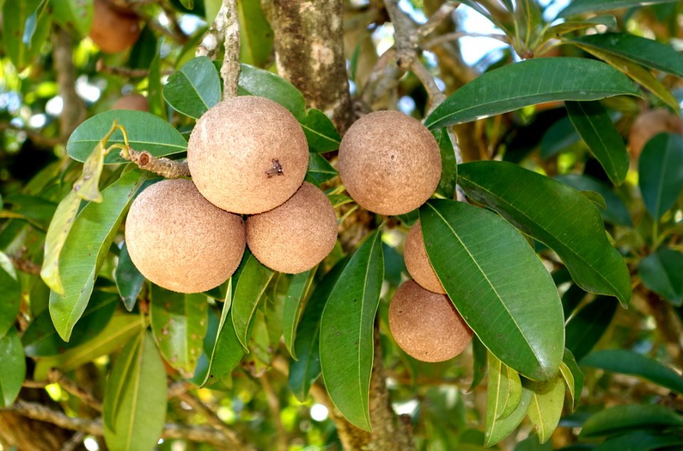 Manilkara zapota - Fruit and Spice Park - Homestead, Florida - DSC09131
